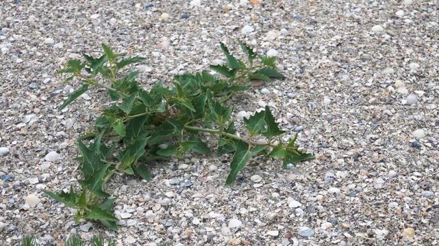 Salt-tolerant vegetation, pioneering species. Oak-leaved goosefoot (Oxbasis chenopodioides, Chenopodium glaucum, Oxybasis glauca) on sandbank of Lake Sivash, Crimea