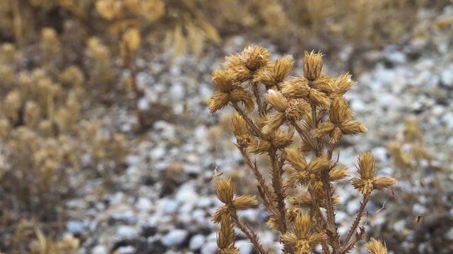 Italian thistle (carduus pycnocephalus) or Carduus arabicus in Crimea. Fruits and flowers