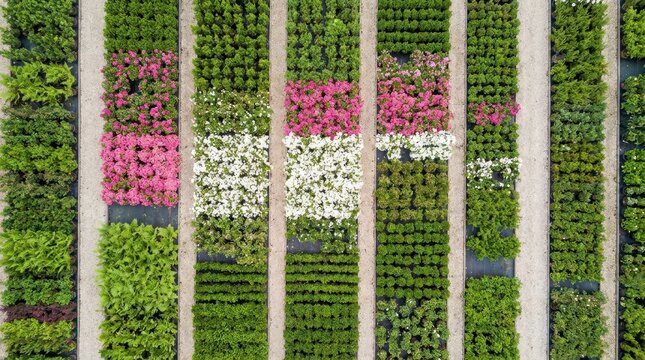 Aerial view of a commercial plant nursery with rows of colorful flowers and shrubs in pots