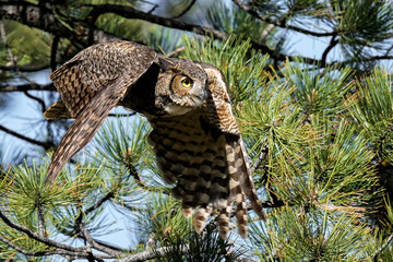 Fototapeta premium Great horned owl - launch