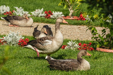 Several greylag geese resting and standing on a green lawn surrounded by colorful red flowers, ornamental plants and gravel in a sunny garden. © PIXAS