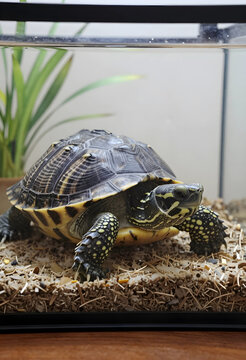 Small turtle with a patterned shell and spotted legs standing on wood shavings inside a glass terrarium, the reptiles head is visible, its eye and facial features