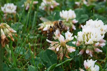 bee on a flower © Andreas