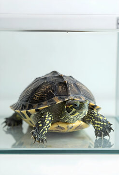 Small freshwater turtle with a patterned shell and spotted skin, standing on a reflective surface in a glass tank