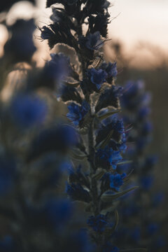 View of blue Viper's Bugloss flowers blooming in the soft golden hour light on Vormsi, Laane County, Estonia.