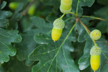 Young green acorns growing on oak tree branch © Azulblue