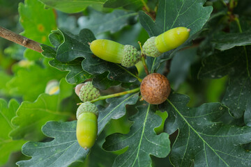 Oak tree branch showing green acorns and a gall © Azulblue