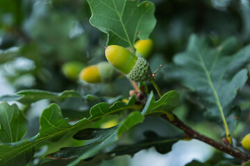 Young acorn growing on green oak tree branch © Azulblue