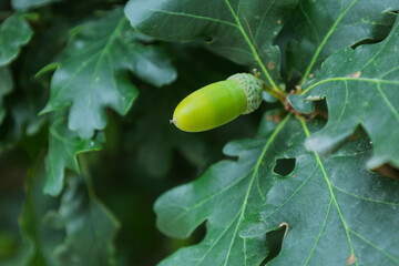 Green acorn growing on oak tree branch in forest © Azulblue