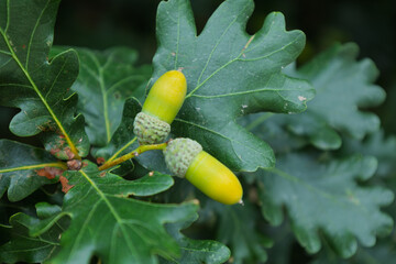 Green oak tree acorns growing on a branch © Azulblue