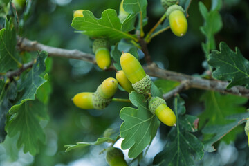 Oak tree branch growing green acorns in forest © Azulblue