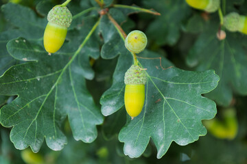Green oak acorns growing on branch with leaves © Azulblue