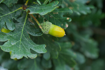 Green oak acorn developing on tree branch © Azulblue