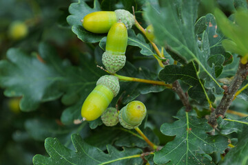 Green oak acorns growing on a branch in summer © Azulblue