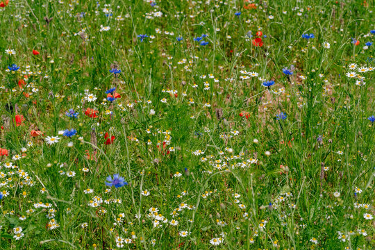 Lush green grass background dotted with small white daisies and bright blue cornflowers. Ideal stock photo for natural cosmetic packaging, organic branding, and spring-summer layouts