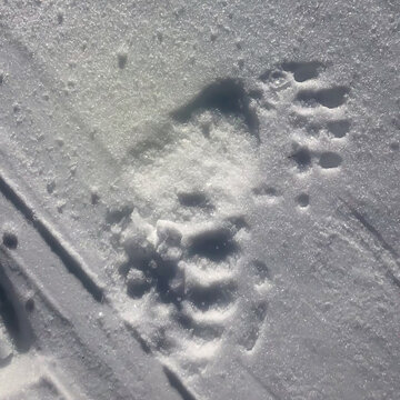 Fresh black bear tracks in sparkling white snow
