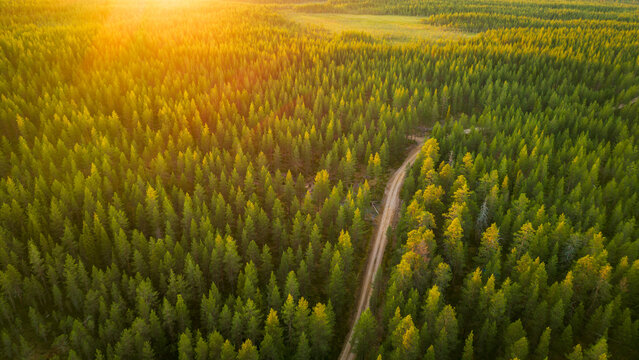 Aerial view of a dense coniferous forest with a dirt road winding through the trees under warm golden hour sunlight in Finland.