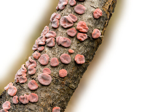Branch with Red Tree Brain Fungus Peniophora rufa lichen on a transparent background

