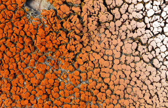 Macro screen full of bright orange Xanthoria elegans lichen
