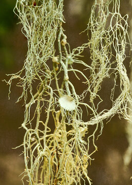 Macro close-up of stringy thallus lichen with a cup like apothecium sexual fruiting body
