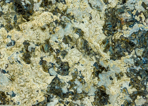 Pale yellow lichen growing on a coarse grained biotite rich rock creating a natural pattern background
