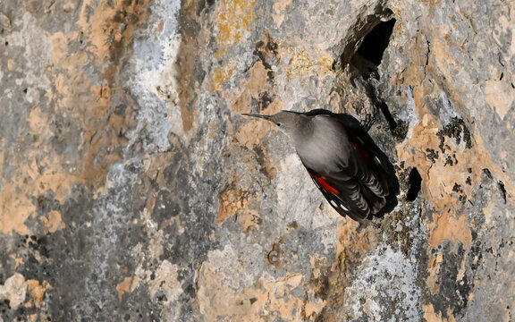 Wallcreeper Clinging to Limestone Cliff in Sainte-Baume, Provence