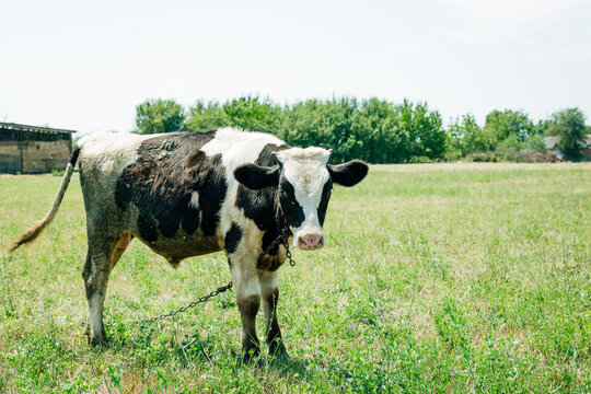 A black-and-white calf in the meadow