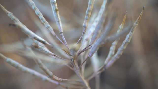 Rapeseed seeds in a pod. The top of the plant with dry pods before harvesting. Macro