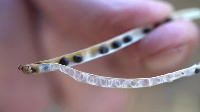 Rapeseed seeds in a pod. A pod in the hands of a farmer. Macro