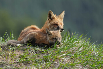Fototapeta premium Red Fox - with kit