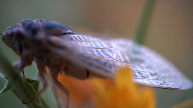 Crimean cicada, imago on a flower. Ultramacro