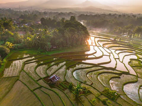 Aerial view of lush green rice terraces with a small wooden hut and palm trees at sunrise in Wonosobo, Central Java, Indonesia.