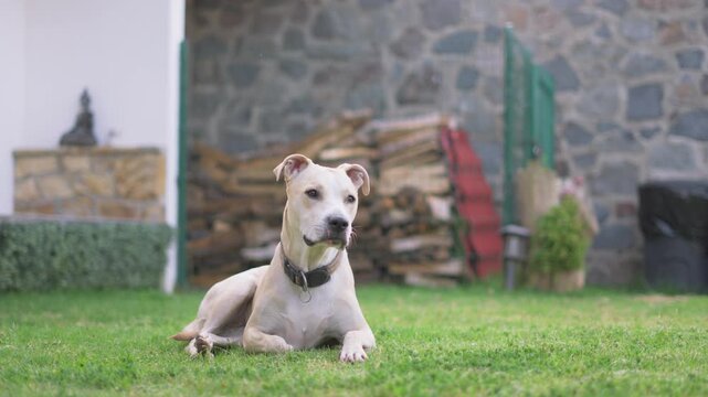Adorable american pit bull terrier resting on a lush lawn, looking around alertly in a backyard