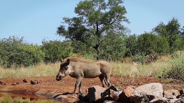 Common warthog walking to waterhole and drinking side view in greater Kruger National park, South Africa ; Specie Phacochoerus africanus family of Suidae