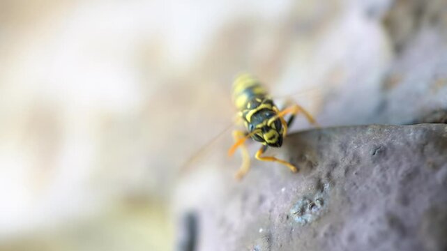 Insect behavior, wasp behavior. A hornet's nest. The paper wasp (Vespula) flew to the entrance of the nest and flies with its wings and taps with its paw, bumping into the guard's shift