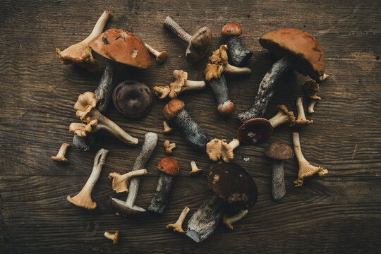 View of a variety of freshly foraged wild mushrooms including chanterelles and boletes arranged on a rustic wooden table in Laane County, Estonia.
