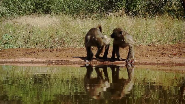 Chacma baboon drinking and warthog bathing in waterhole in greater  Kruger National park, South Africa ; Specie Papio ursinus family of Cercopithecidae
