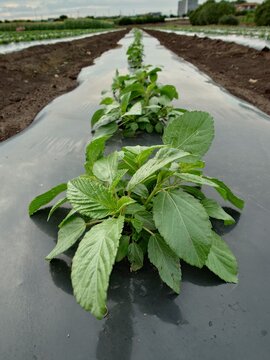 A record of the Molokhia's growth.Jew's mallow
Summer 2026, Saitama. Grown using black plastic mulch.