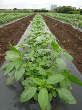 A record of the Molokhia's growth.Jew's mallow
Summer 2026, Saitama. Grown using black plastic mulch.