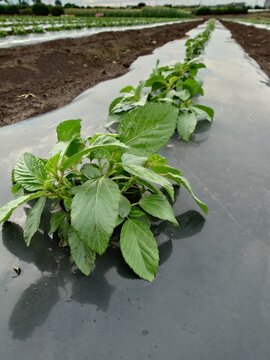 A record of the Molokhia's growth.Jew's mallow
Summer 2026, Saitama. Grown using black plastic mulch.