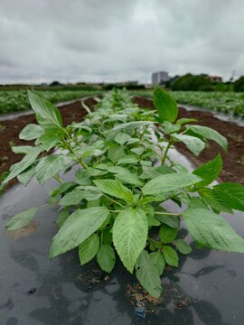 A record of the Molokhia's growth.Jew's mallow
Summer 2026, Saitama. Grown using black plastic mulch.