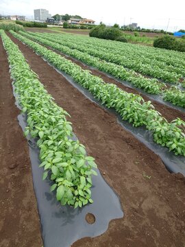 A record of the Molokhia's growth.Jew's mallow
Summer 2026, Saitama. Grown using black plastic mulch.