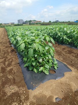 A record of the Molokhia's growth.Jew's mallow
Summer 2026, Saitama. Grown using black plastic mulch.