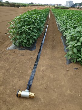 A record of the Molokhia's growth.Jew's mallow
Summer 2026, Saitama. Grown using black plastic mulch.