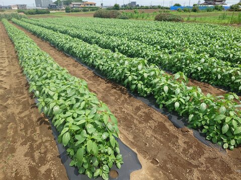 A record of the Molokhia's growth.Jew's mallow
Summer 2026, Saitama. Grown using black plastic mulch.