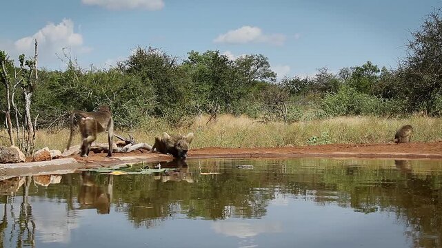Group of Chacma baboons drinking and walkiing along waterhole with reflection  in greater  Kruger National park, South Africa ; Specie Papio ursinus family of Cercopithecidae