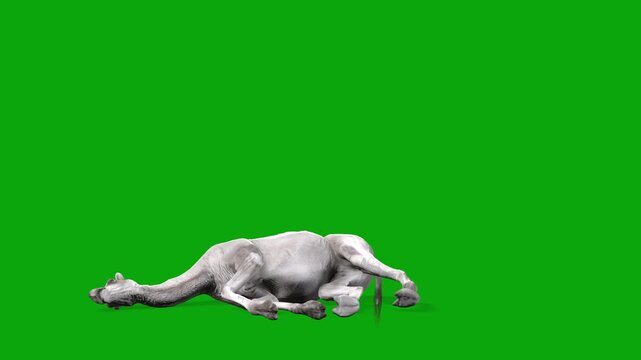 4k-Albino camel die or death loop, side view animation on isolated Green Screen Animal, 3D realistic white kohi camel, unconscious falling rendering on the chroma key