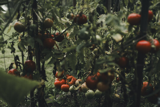 View of ripe red tomatoes growing on vines in a garden on Vormsi, Laane County, Estonia.