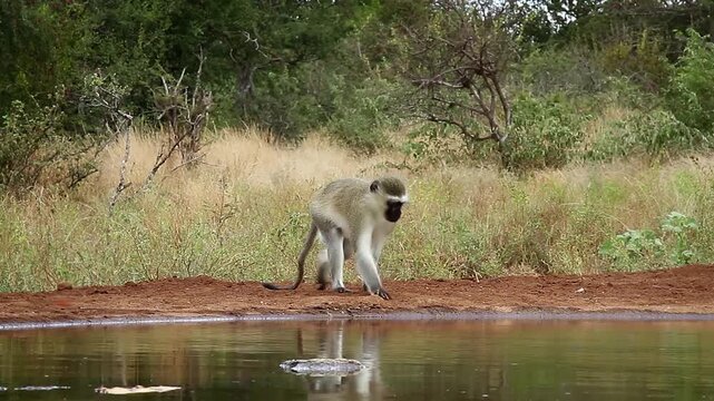Vervet monkey blue balls male walking along waterhole and drinking in Greater Kruger National park, South Africa ; Specie Chlorocebus pygerythrus family of Cercopithecidae