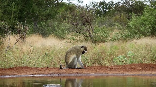Vervet monkey blue balls male scratching and walking along waterhole in Greater Kruger National park, South Africa ; Specie Chlorocebus pygerythrus family of Cercopithecidae